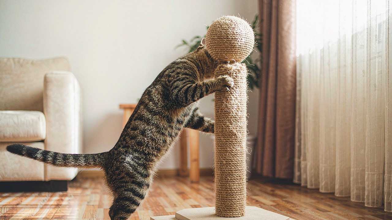 How to Stop a Cat from Scratching the Furniture (Without the Battle)