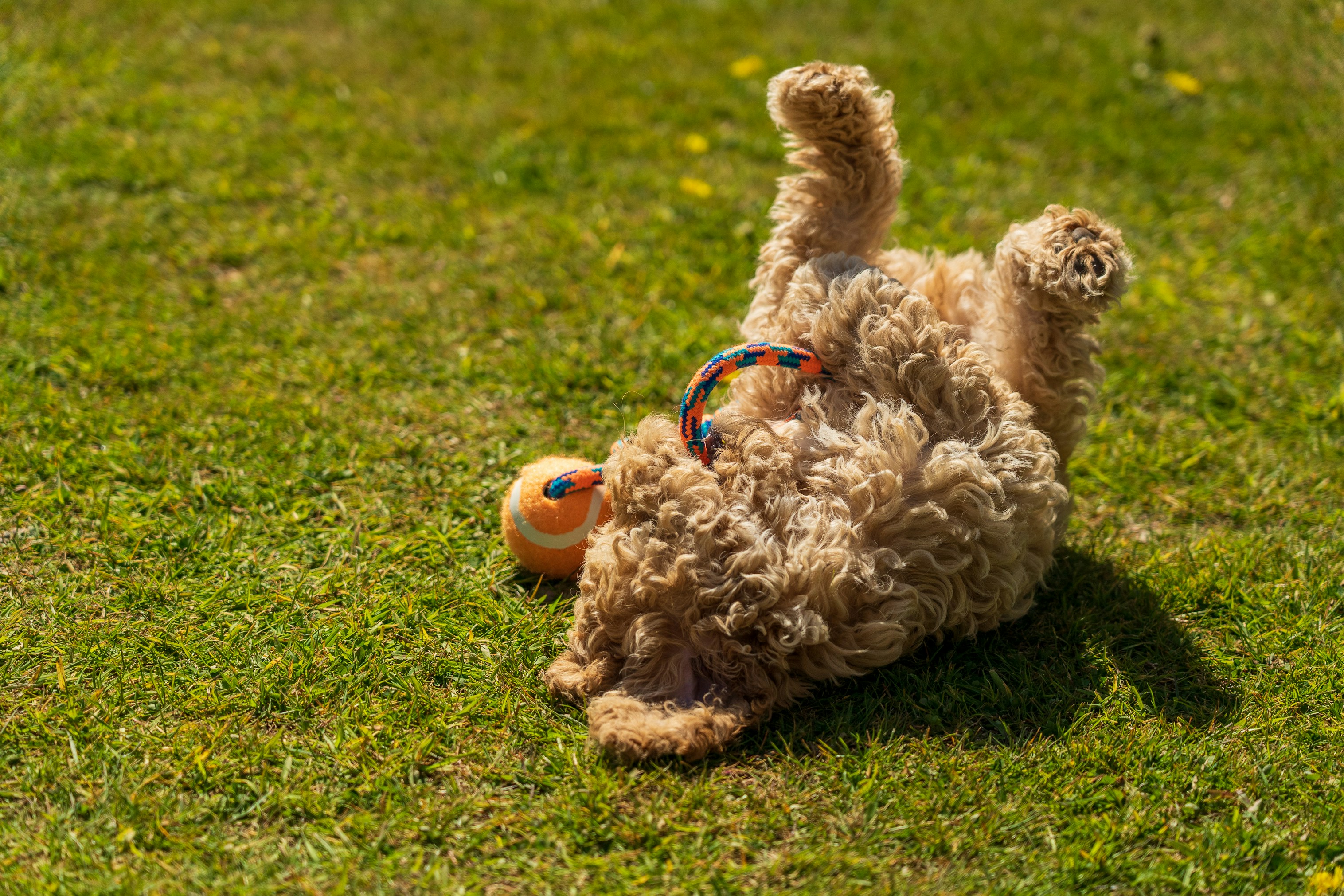 How to Stop a Puppy from Biting Without Losing Your Mind