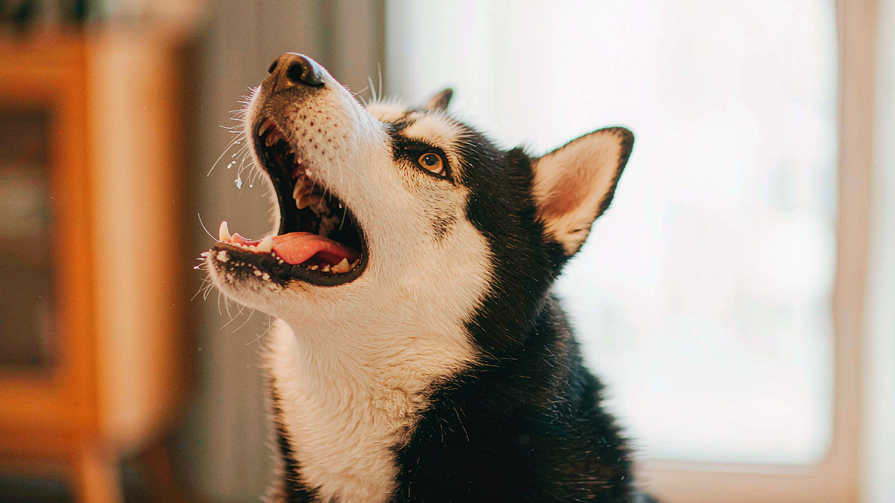 Why Do Dogs Howl? The Real Reasons and How to Stop It
